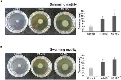 Complex Chronic Wound Biofilms Are Inhibited in vitro by the Natural Extract of Capparis spinose